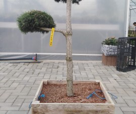 Bonsai Pinus Mugo Altoit
